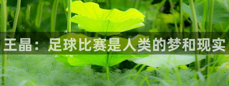2006年世界杯：王晶：足球比赛是人类的梦和现实
