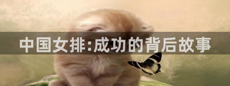 世界杯球队:中国女排:成功的背后故事