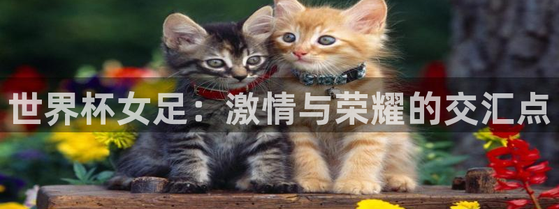 世界杯直播观看：世界杯女足：激情与荣耀的交汇点