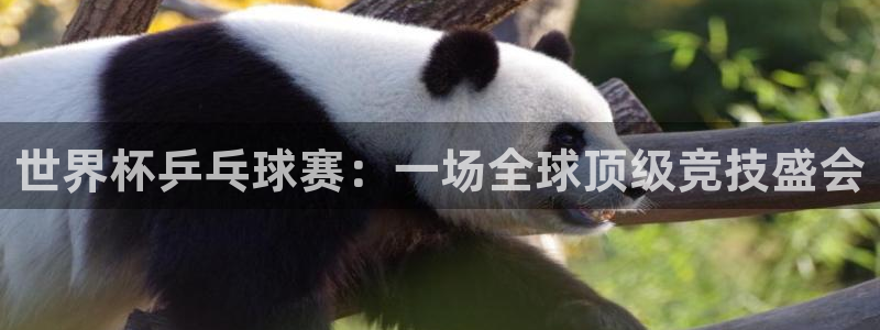世界杯决赛直播：世界杯乒乓球赛：一场全球顶级竞技盛会